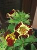 Mimulus