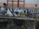 DSC00347