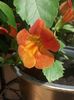 Mimulus