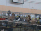 DSC00348