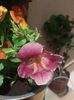 Mimulus