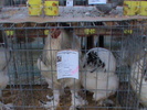 DSC00248
