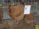 DSC00258