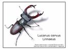 Lucanus Cervus Linnaeus