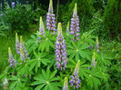 Lupin lavand and white