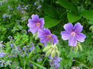 Geranium Magnificum