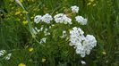 Spirea vanhoutten