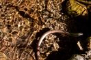 Sarpe de sticla - Anguis fragilis