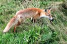 Vulpes vulpes