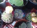 Cactusi cu bobocei