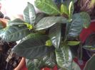 Gardenie alba