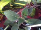 Kohleria