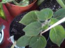 Kohleria