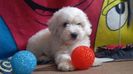 Bichon Maltese