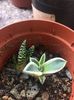 Agave applanata cream spike