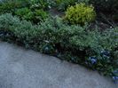 Euonymus Gaiety