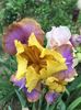 Gladys austin