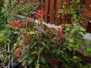 Pieris, o veche iubire