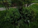 Buxus