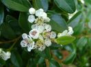 Cotoneaster dammeri