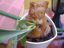 Platycerium bifurcatum (Staghorn fern), detaliu