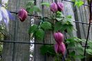 Boboci Purple Dream
