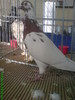 10898251_BOTSQPKAH