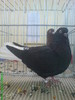 10898281_VYQRZPAQL