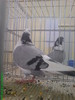 10898331_YSCRCYTVU