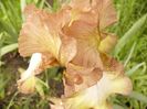 Iris Patina