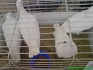 10898411_ZTSIUMVWO