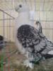 10898449_BGVKBLYXT