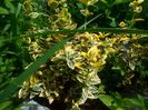 Euonymus fortunei Emerald 'n Gold acoperitor de sol