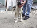 Mascul kangal la 10 saptamani