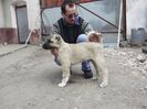 Mascul kangal la 10 saptamani