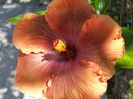 Tahitian sophistication
