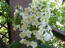 hydrangea quercifolia Snowflake