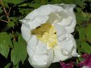 white anthesis