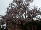 Paulownia Tomentosa