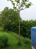Paulownia Tomentosa