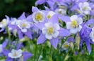 aquilegia blue and white