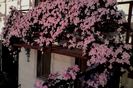 Clematita Mayleen