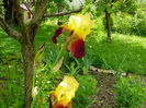 L-am mutat pe intrus ! Sandia iris