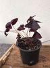 Oxalis triangularis 10 ron