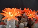 Rebutia heliosa