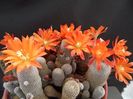 Rebutia heliosa
