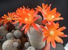 Rebutia heliosa