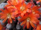 Rebutia Heliosa