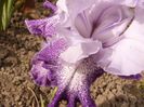 Iris Splashacata