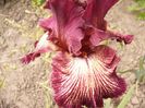 Iris Drama Queen